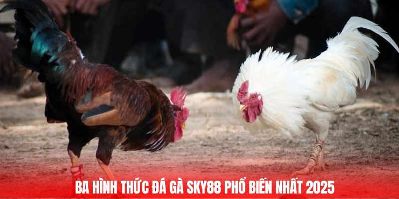 Ba hình thức đá gà Sky88 phổ biến nhất 2025