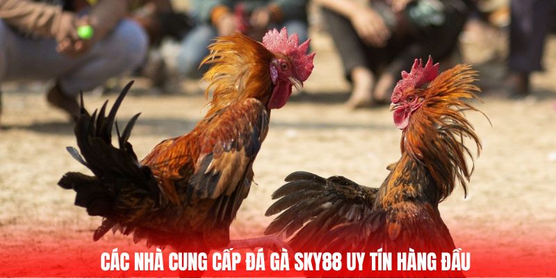Các nhà cung cấp đá gà Sky88 uy tín hàng đầu