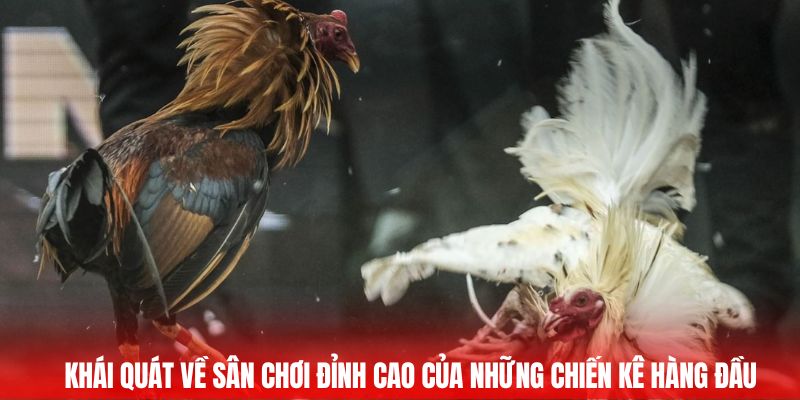 Khái quát về sân chơi đỉnh cao của những chiến kê hàng đầu